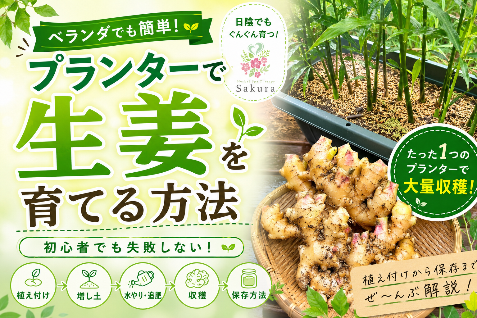 ベランダでも簡単に生姜を育てる方法を伝えるポスター風の広告画像。プランターと生姜の鉢植え、明るい緑と黄の背景。